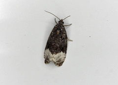 Apotomis capreana