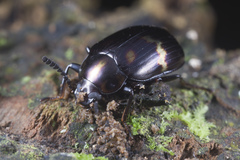Ceropria superba