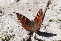 Aglais