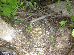 Crotalus ruber lucasensis