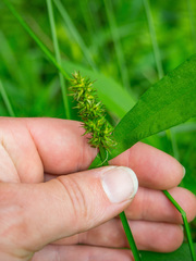 Carex laevivaginata