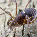 Beloniscid Harvestmen - Photo (c) budak, some rights reserved (CC BY-NC), uploaded by budak