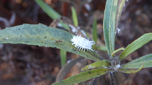 iNaturalist observation photo of Mealybug Destroyer