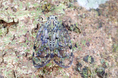 Varcia pyramidalis