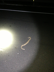 Crotalus mitchellii