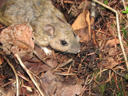 Mexican Woodrat