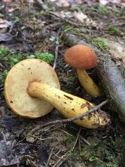 Aureoboletus roxanae