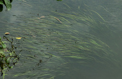 Vallisneria spiralis