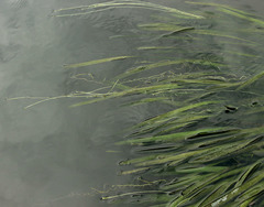 Vallisneria spiralis