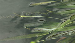 Vallisneria spiralis