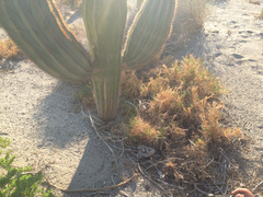 Crotalus catalinensis