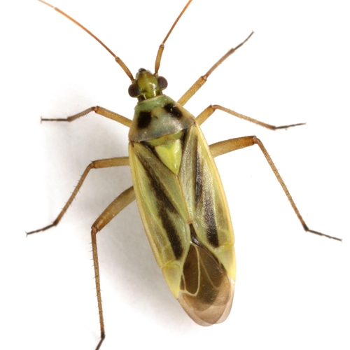 Two-spotted Grass Bug, photo 2 of 9