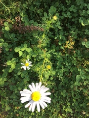 Tripleurospermum inodorum