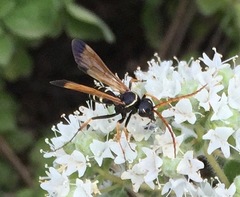 Parabatozonus lacerticida