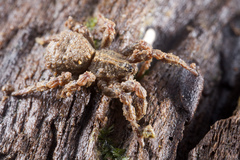 Cryptothele sundaica