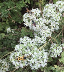 Parabatozonus lacerticida