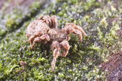 Cryptothele sundaica