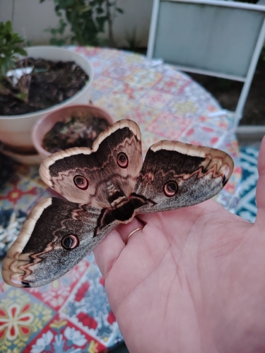 Saturnia pyri