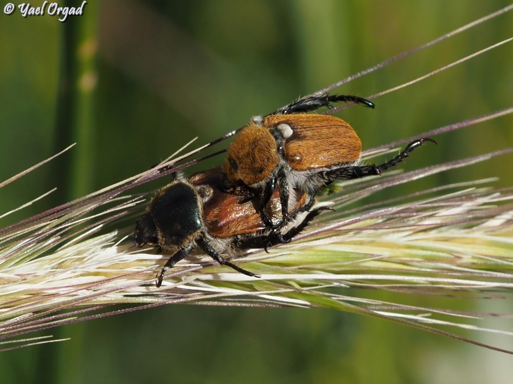 Brancoplia leucaspis