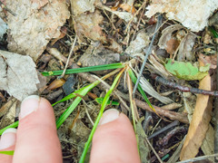 Carex communis
