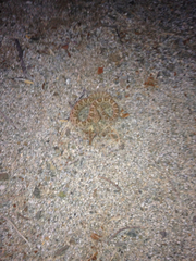 Crotalus catalinensis