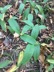 Convallaria majalis