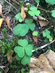 Oxalis acetosella