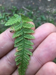 Dryopteris carthusiana