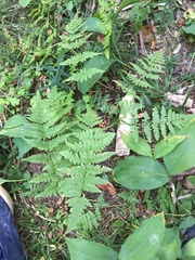 Dryopteris carthusiana