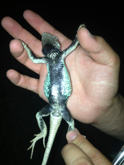 Sceloporus lineatulus