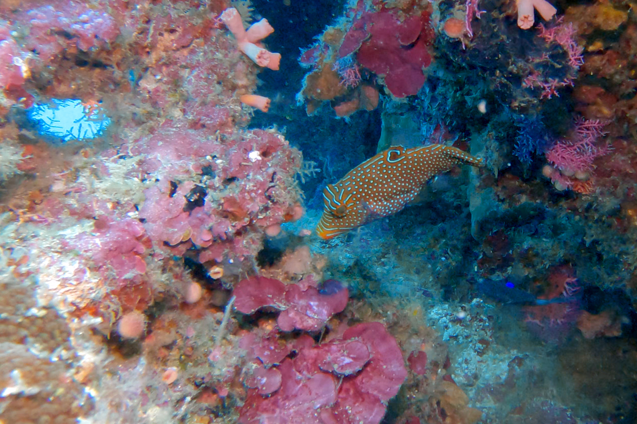 巴布亞尖鼻魨(雞泡) Canthigaster papua