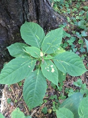 Impatiens parviflora