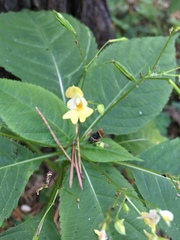 Impatiens parviflora