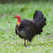 Australian Brushturkey - Photo (c) JJ Harrison, some rights reserved (CC BY)