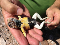 Crotaphytus vestigium