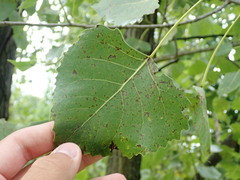 Populus deltoides deltoides