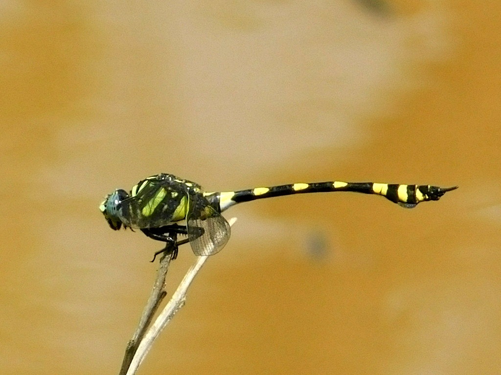 Indian Common Clubtail