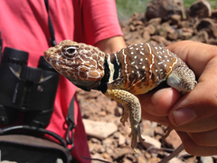 Crotaphytus vestigium