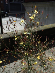 Mycelis muralis