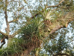 Tillandsia utriculata
