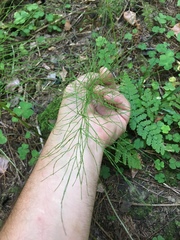Equisetum sylvaticum