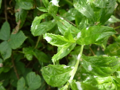 Podosphaera epilobii