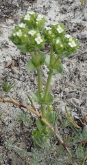 Sebaea minutiflora