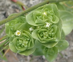 Sebaea minutiflora