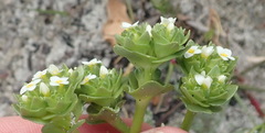 Sebaea minutiflora