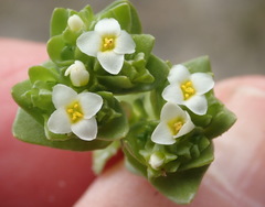 Sebaea minutiflora