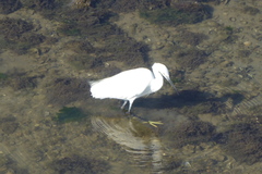 Egretta garzetta