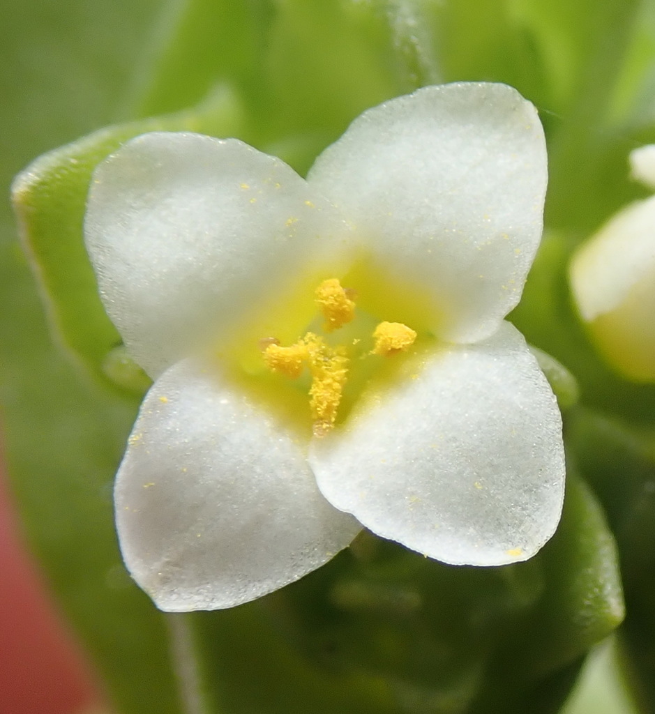 Micro Yellowwort
