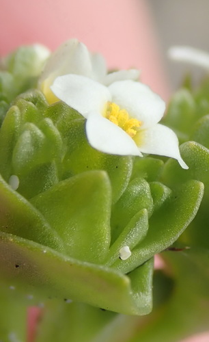 Image of Sebaea minutiflora by (c) Nicola van Berkel, some rights reserved (CC BY-SA)