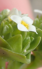 Sebaea minutiflora